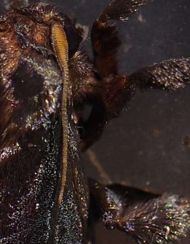 Acharia sp.